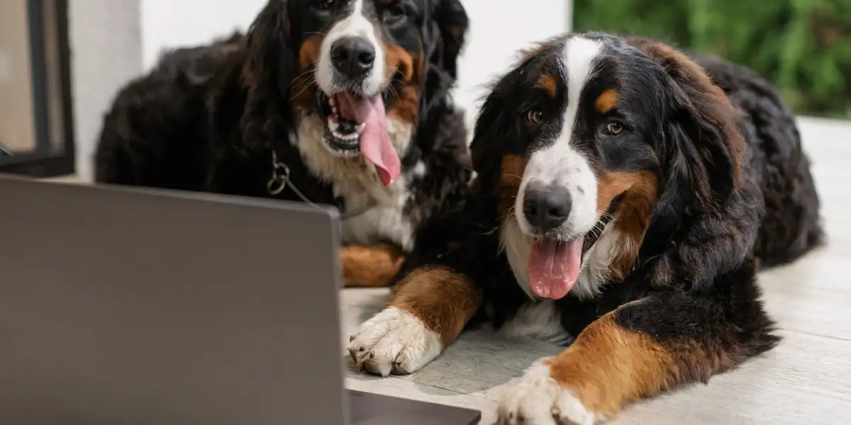 Assurance animaux Meilleurtaux : comparer les prix